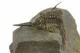 Rare, Psychopyge Termierorum Trilobite - Ofaten, Morocco #345188-3
